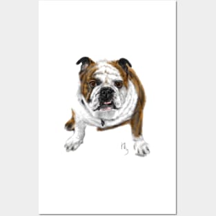 Assertive Loyal Gentle American Bulldog Posters and Art